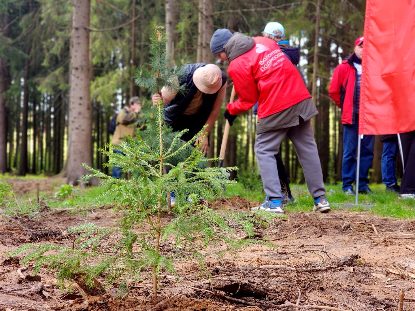 дубна, сад памяти, день победы, волонтеры подмосковья, молодая гвардия, юнармия,