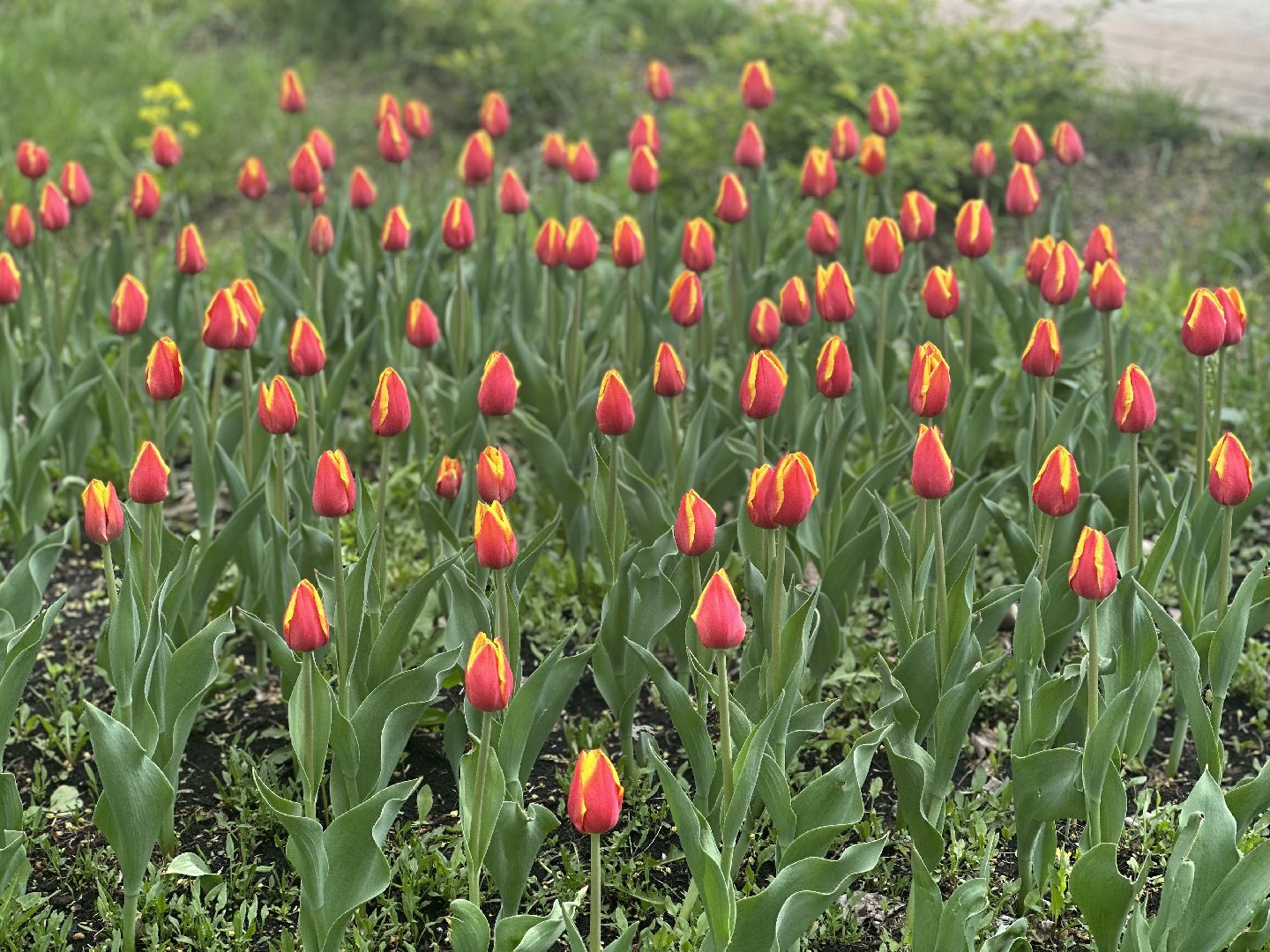 день победы, украшение города, 9 мая,