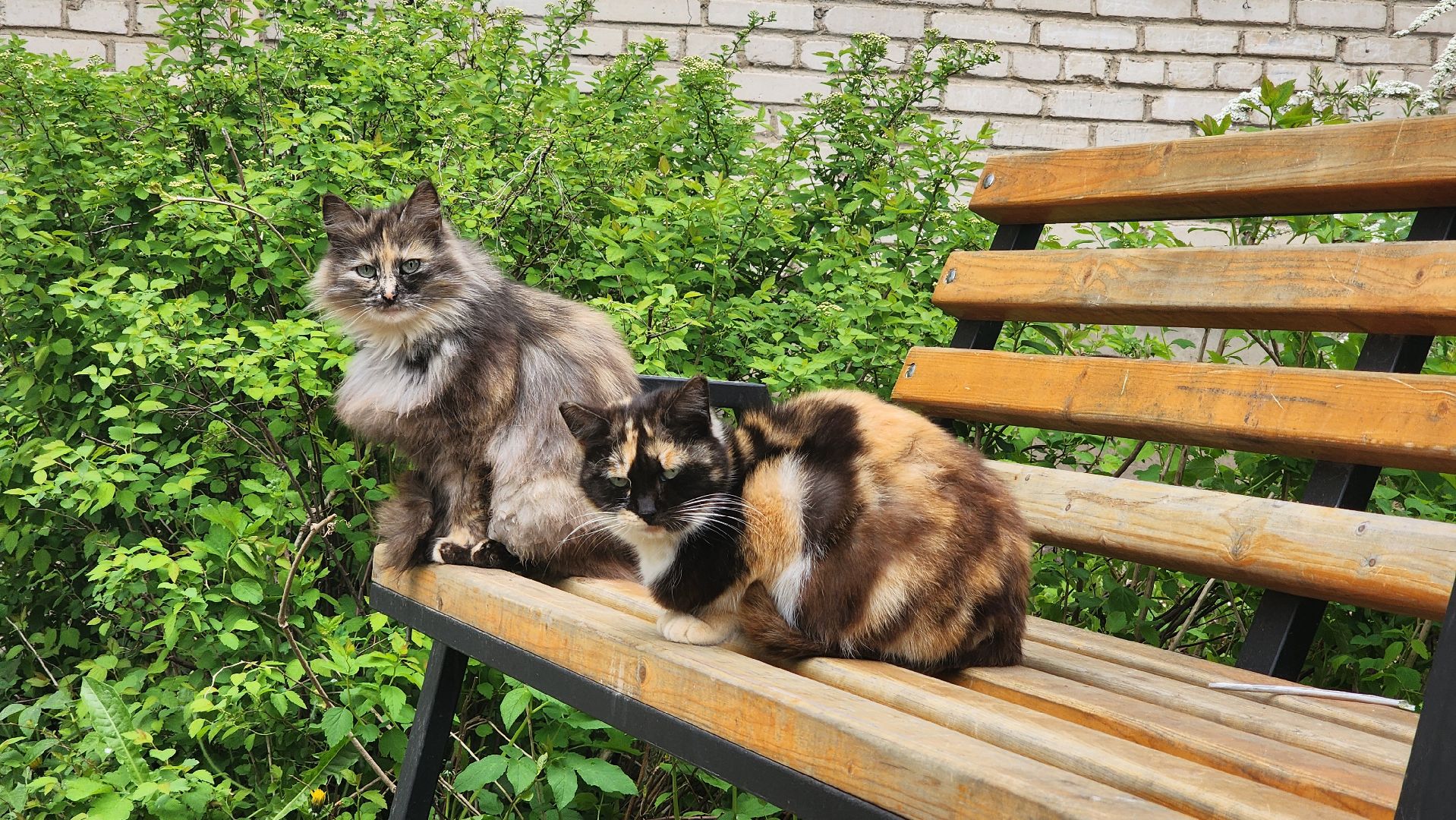 руза, ветеран вов, именная табличка, день победы,