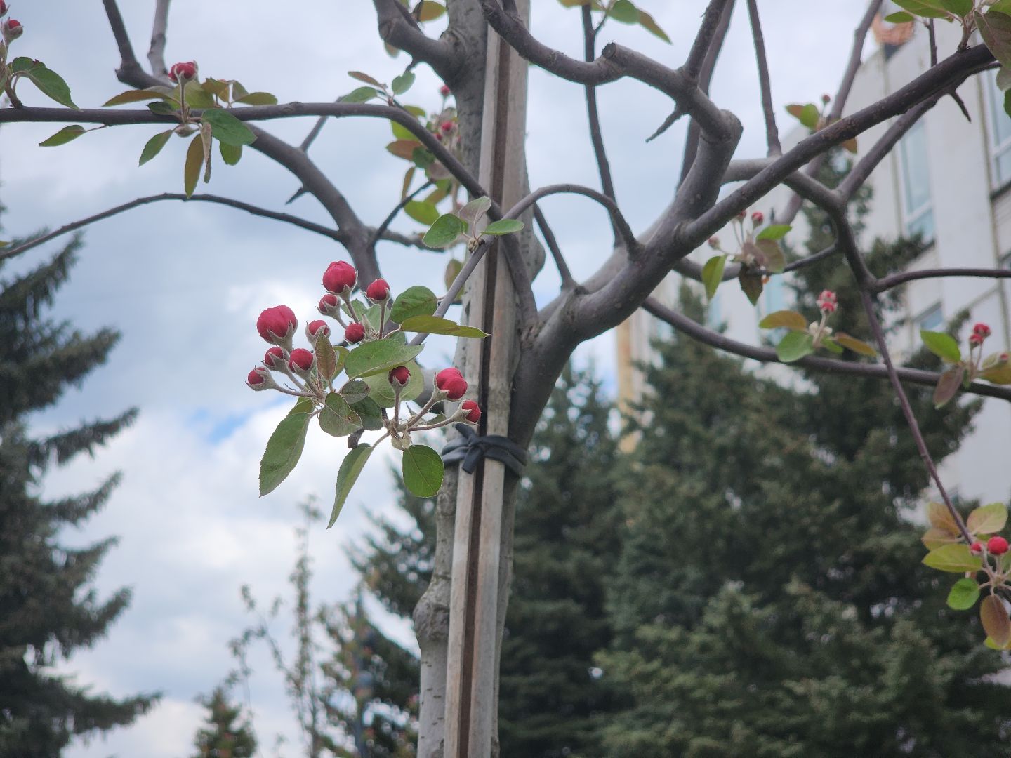 день победы, 80 лет победе, ликино-дулево, орехово-зуевский округ,