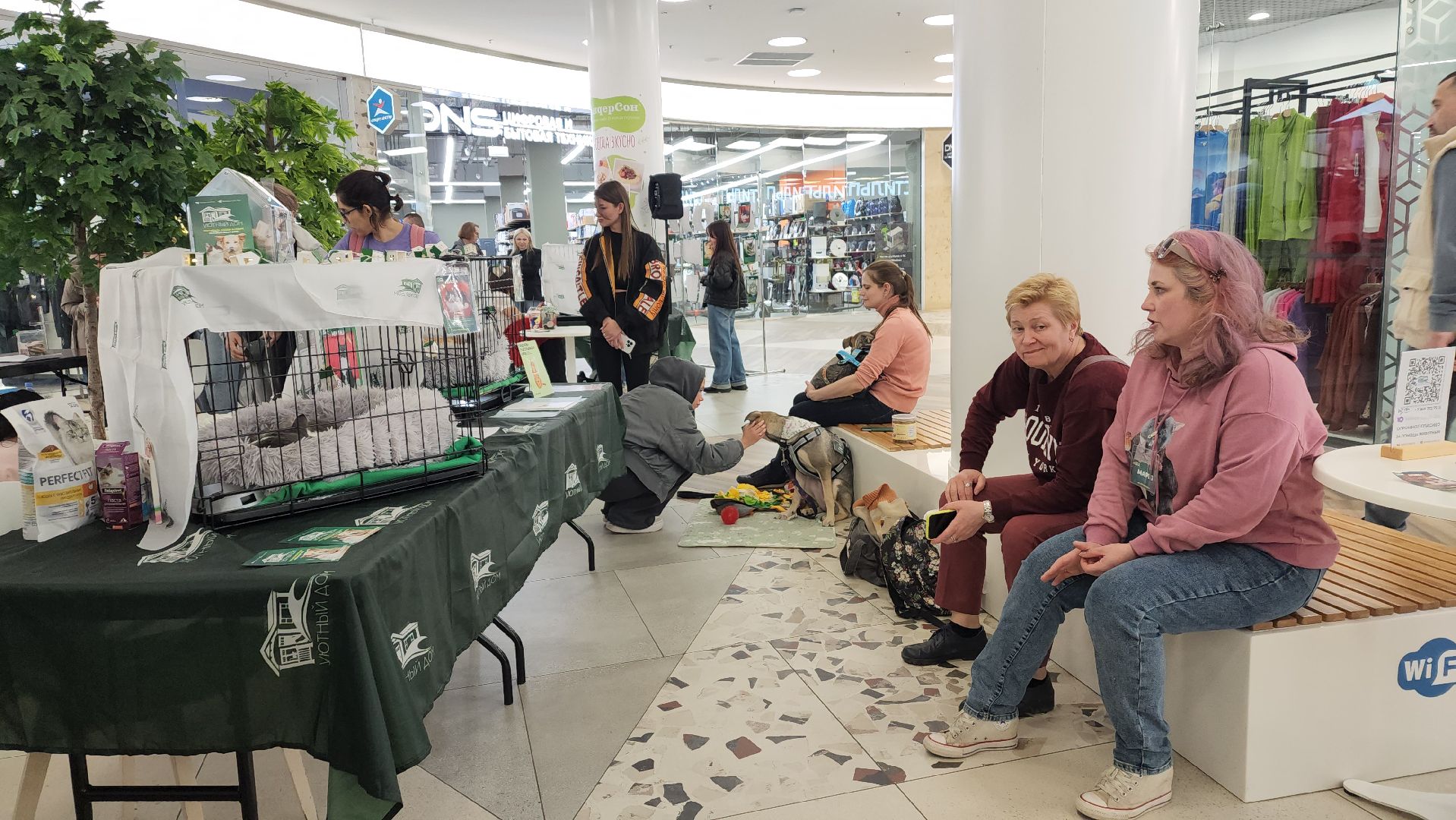 пушкино, пристройство, бездомные животные, кошки, собаки, гости,кинолог, канистерапия,вертикалки,