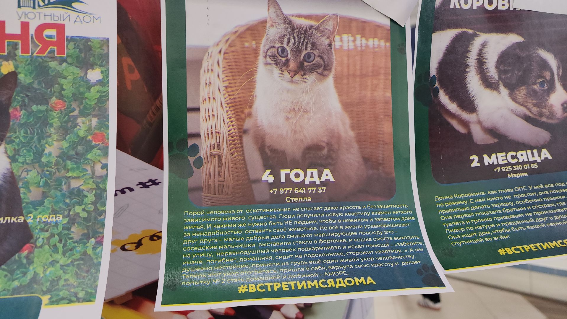 пушкино, пристройство, бездомные животные, кошки, собаки, гости,кинолог, канистерапия,вертикалки,