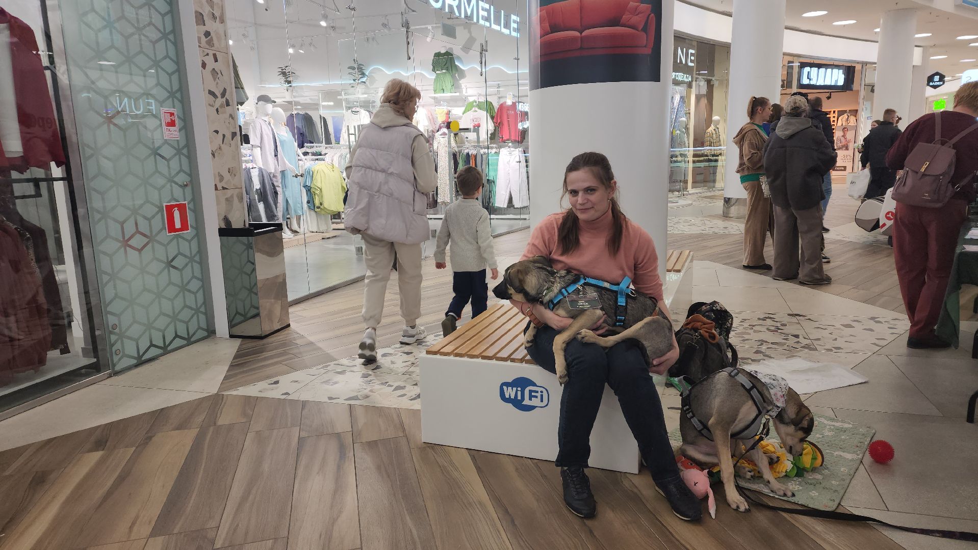 пушкино, пристройство, бездомные животные, кошки, собаки, гости,кинолог, канистерапия,вертикалки,