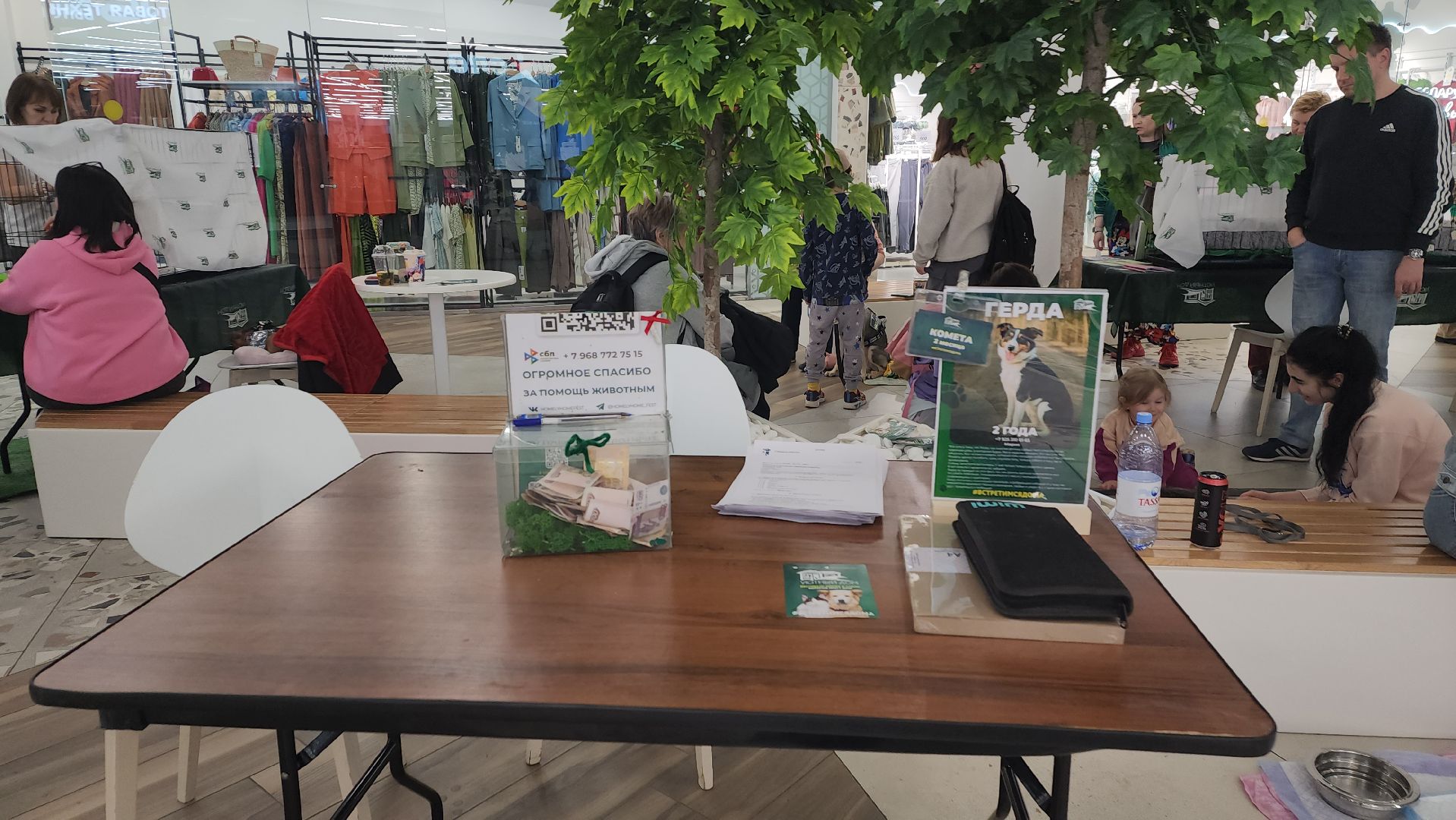 пушкино, пристройство, бездомные животные, кошки, собаки, гости,кинолог, канистерапия,вертикалки,