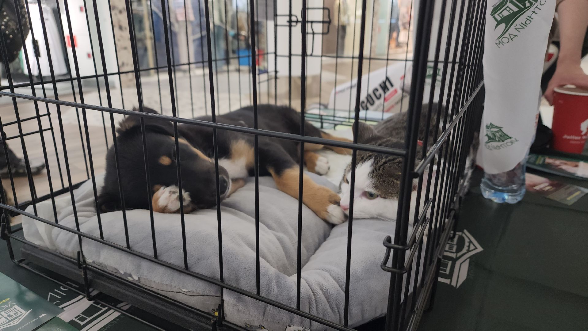 пушкино, пристройство, бездомные животные, кошки, собаки, гости,кинолог, канистерапия,вертикалки,