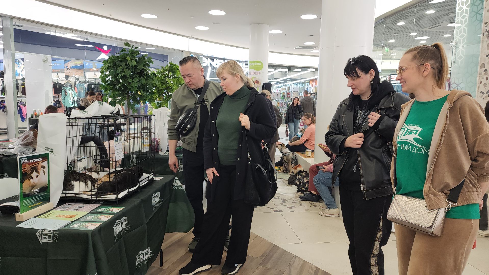 пушкино, пристройство, бездомные животные, кошки, собаки, гости,кинолог, канистерапия,вертикалки,