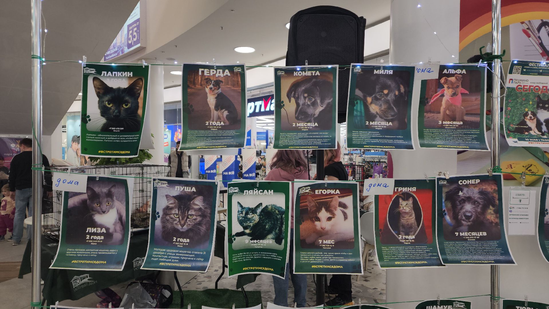 пушкино, пристройство, бездомные животные, кошки, собаки, гости,кинолог, канистерапия,вертикалки,