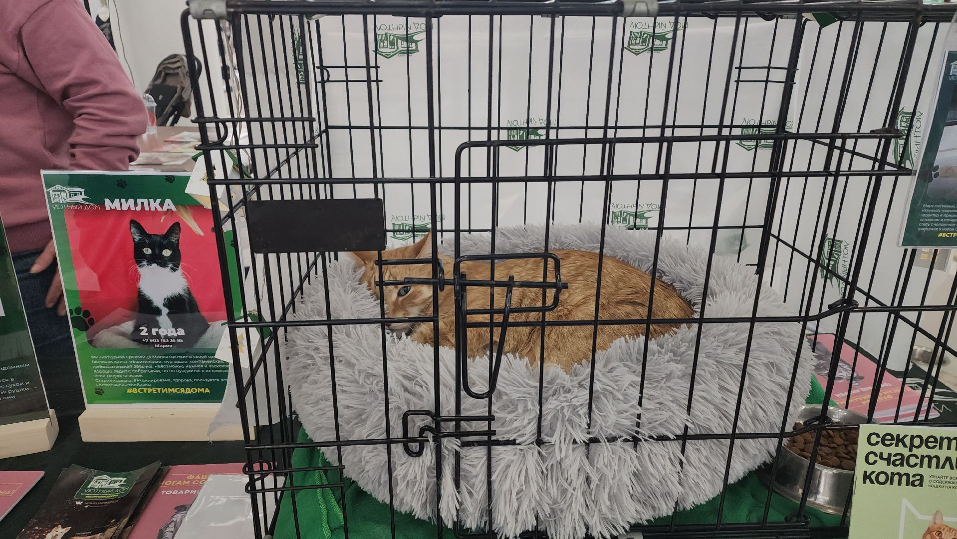 пушкино, пристройство, бездомные животные, кошки, собаки, гости,кинолог, канистерапия,вертикалки,