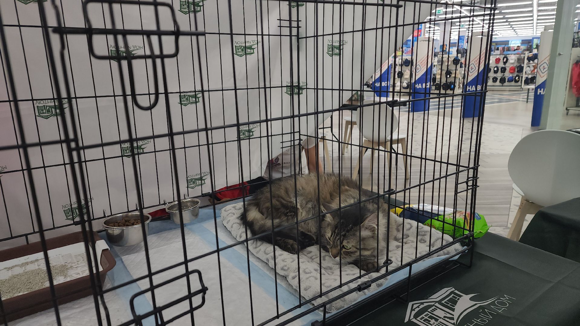 пушкино, пристройство, бездомные животные, кошки, собаки, гости,кинолог, канистерапия,вертикалки,