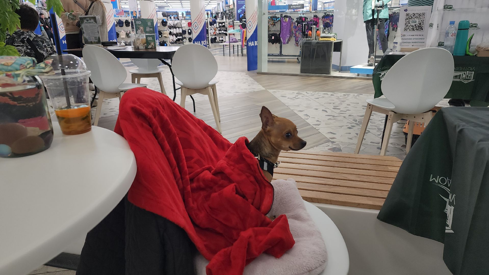 пушкино, пристройство, бездомные животные, кошки, собаки, гости,кинолог, канистерапия,вертикалки,