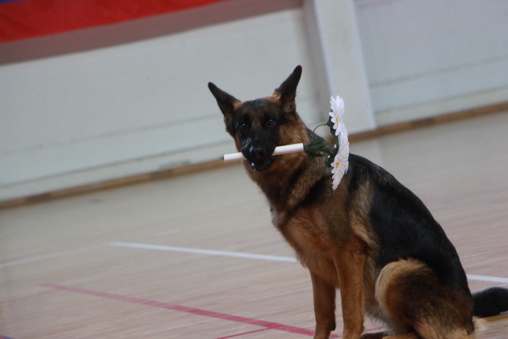 кинологи, выступление, спорт музыка грация, фестиваль, Протвино