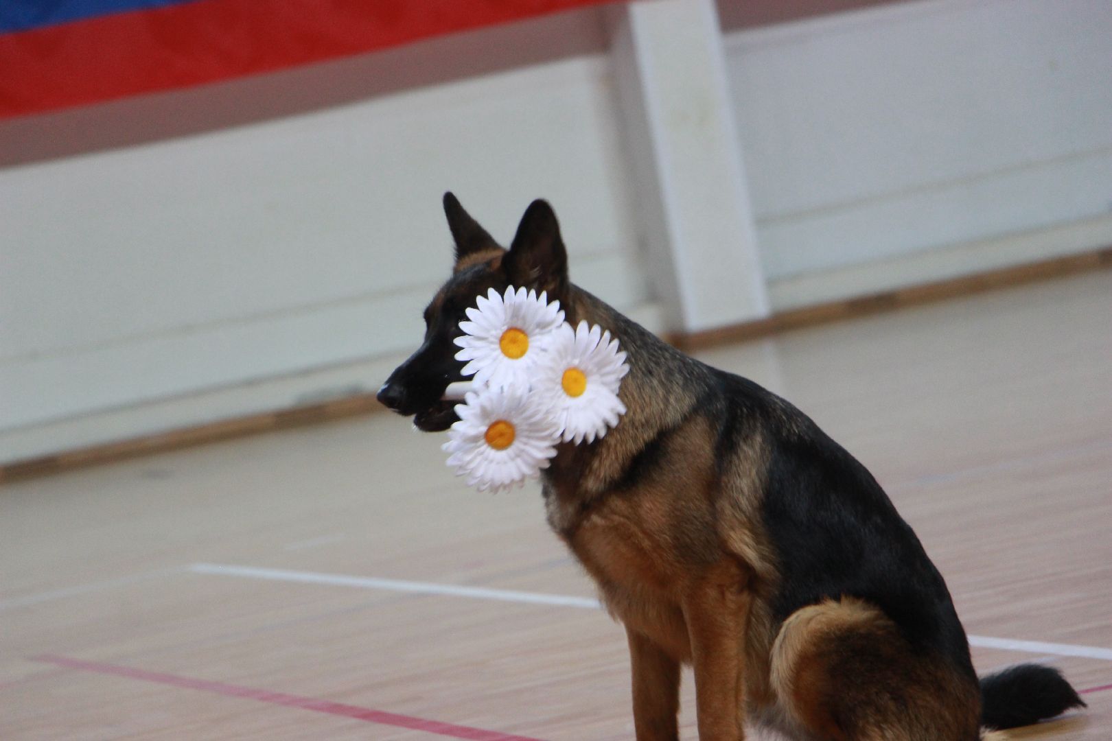 кинологи, выступление, спорт музыка грация, фестиваль, Протвино