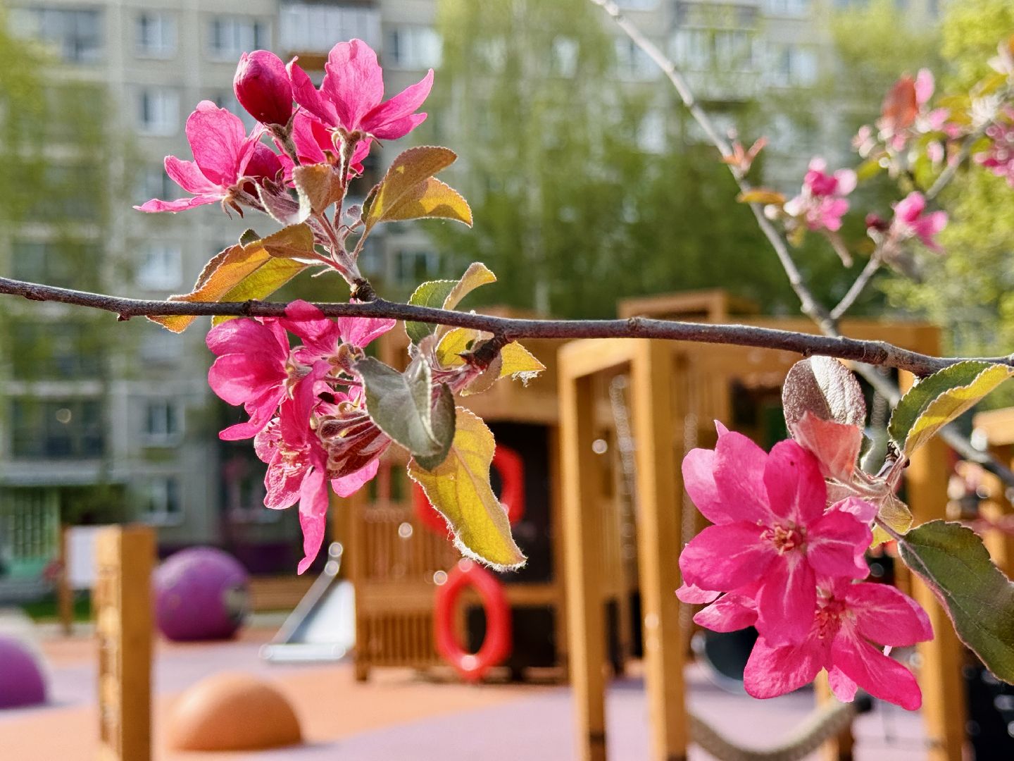 раменское, сакура, цветение, сквер, благоустройство,