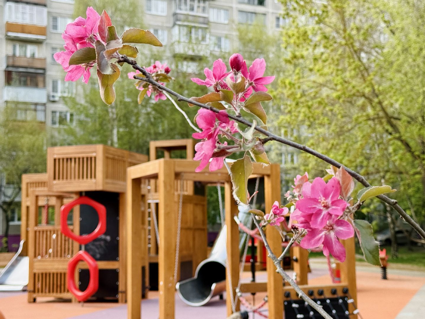 раменское, сакура, цветение, сквер, благоустройство,