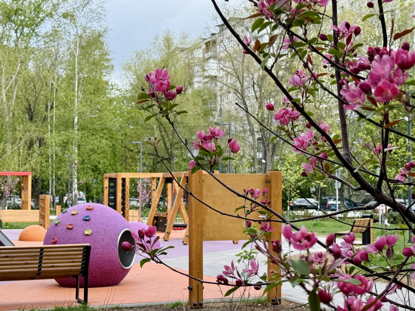 раменское, сакура, цветение, сквер, благоустройство,