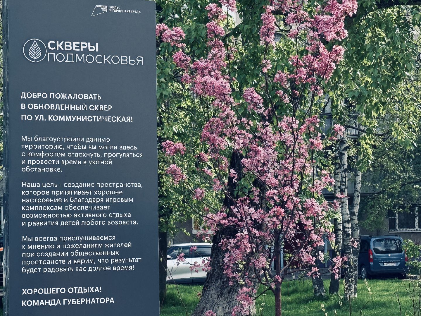 раменское, сакура, цветение, сквер, благоустройство,