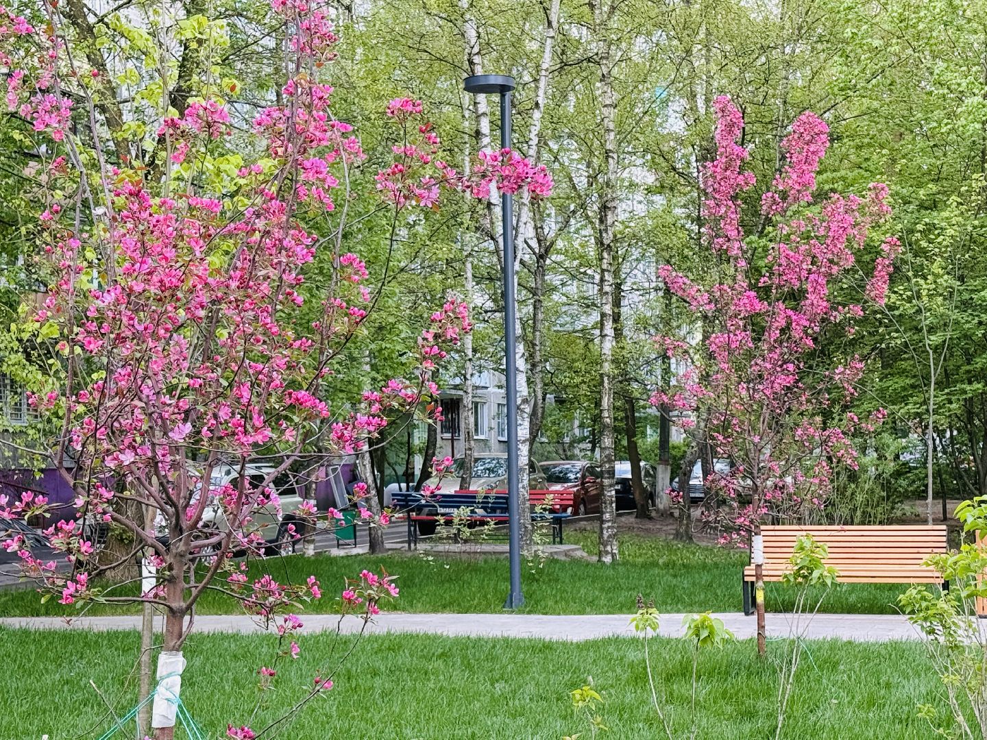 раменское, сакура, цветение, сквер, благоустройство,