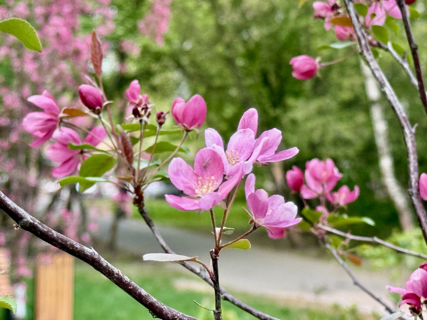 раменское, сакура, цветение, сквер, благоустройство,