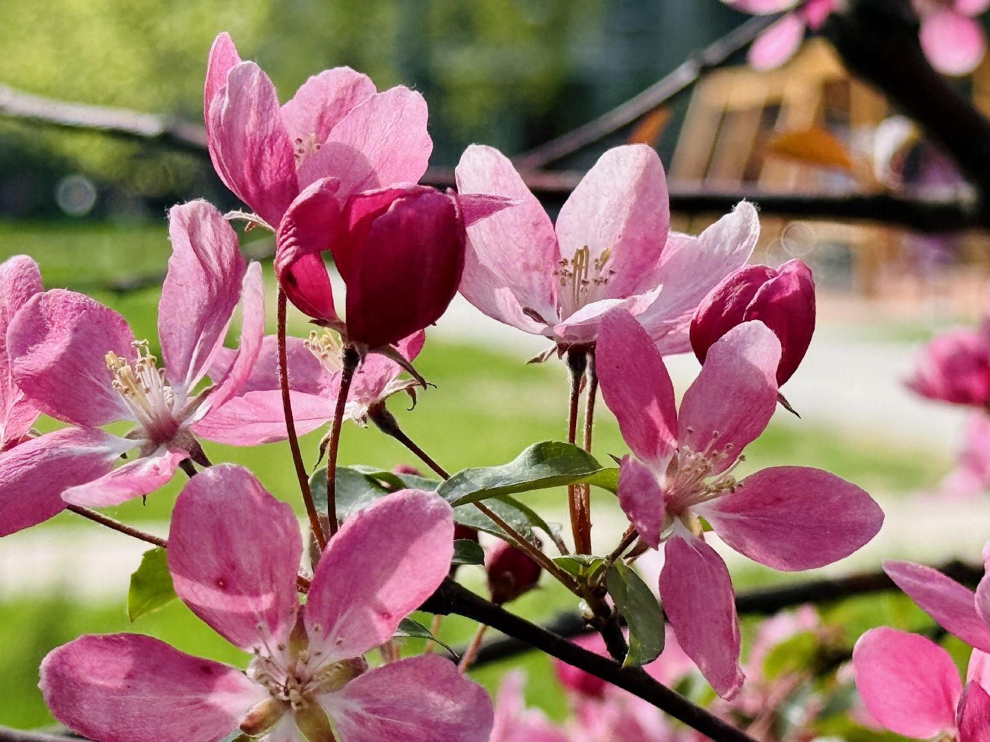 раменское, сакура, цветение, сквер, благоустройство,