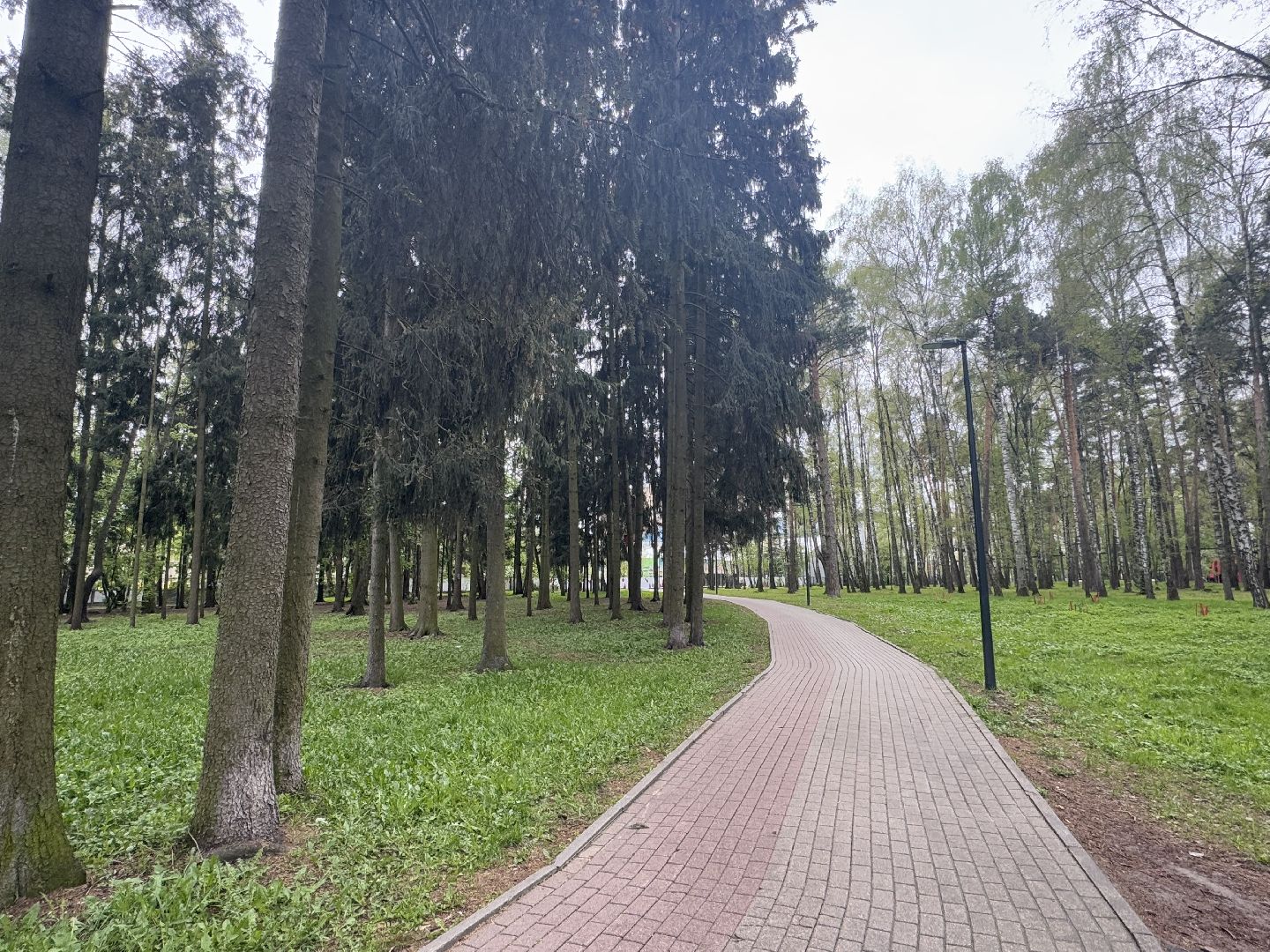 цветение сосны, балашиха, пыльцы, аллергия,