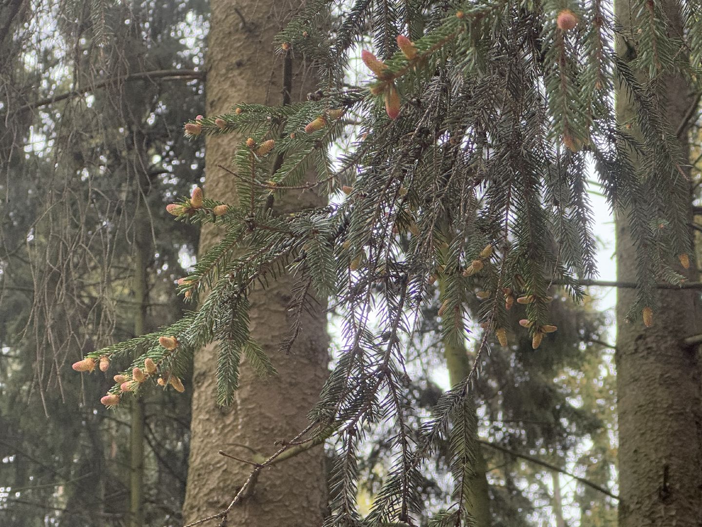 цветение сосны, балашиха, пыльцы, аллергия,