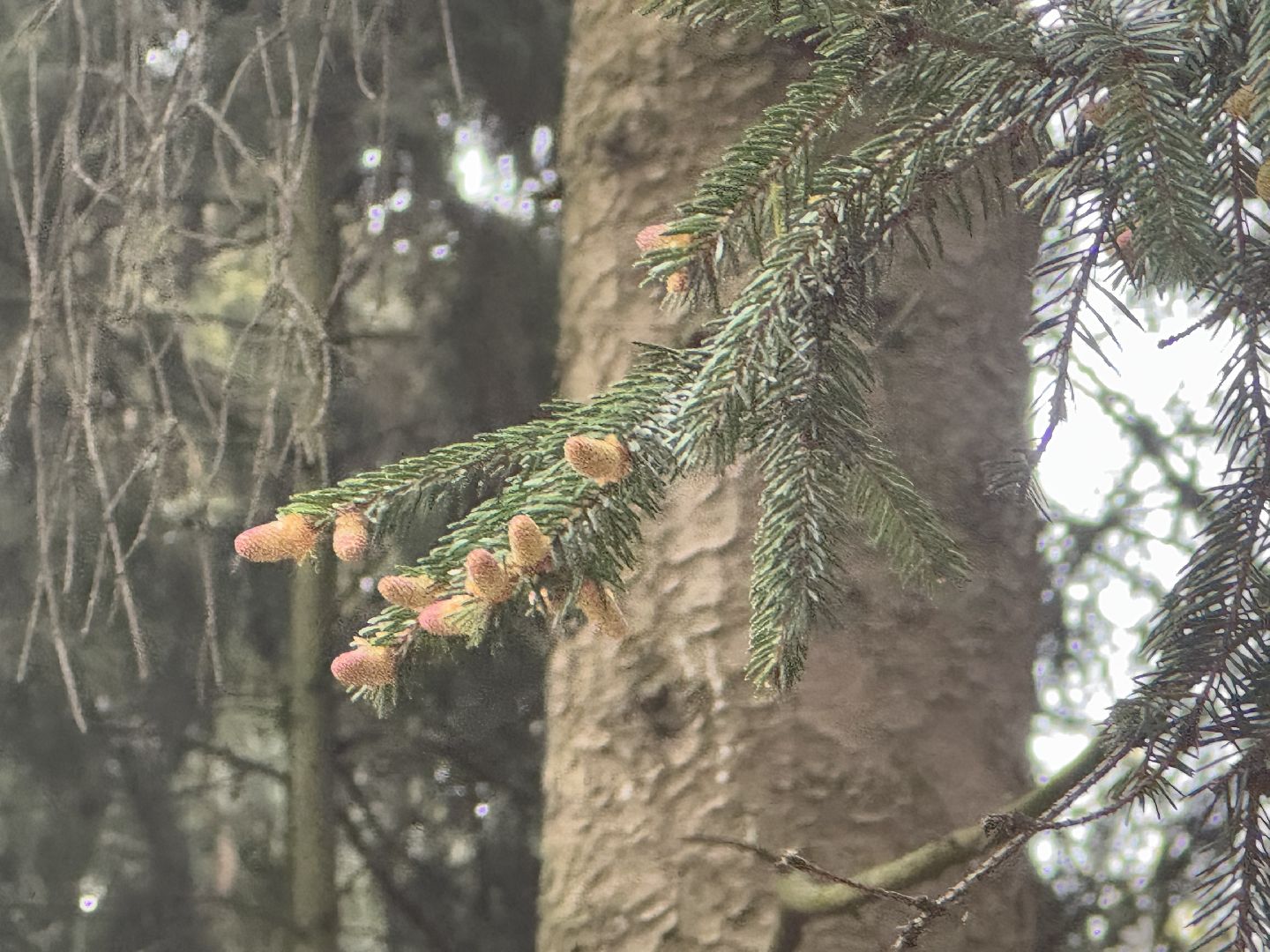 цветение сосны, балашиха, пыльцы, аллергия,