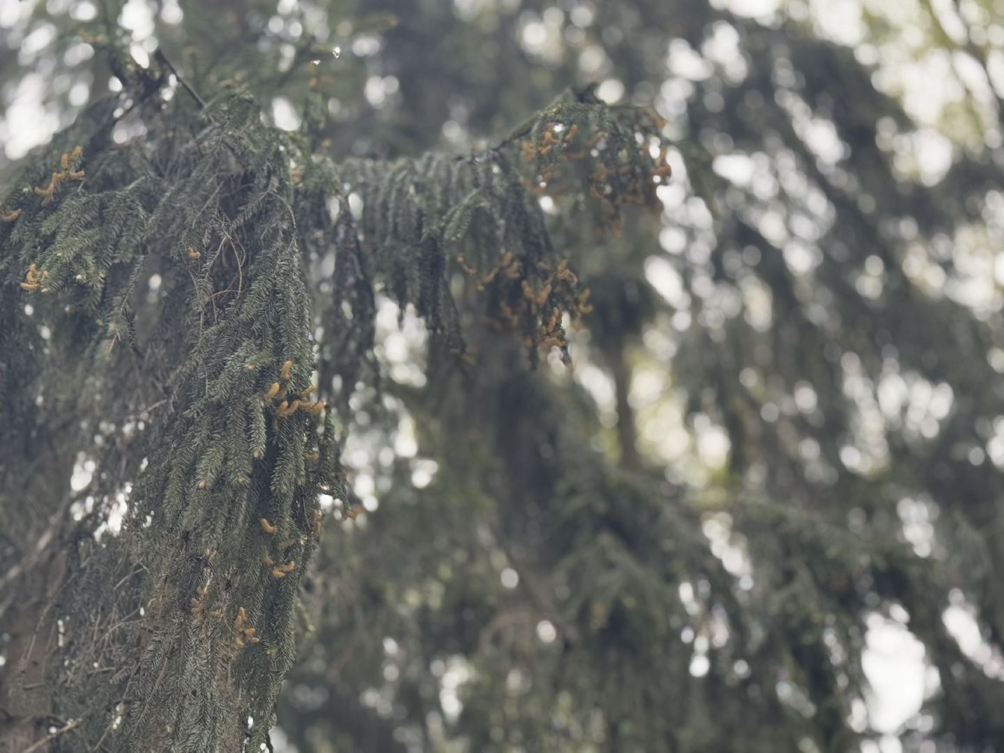 цветение сосны, балашиха, пыльцы, аллергия,