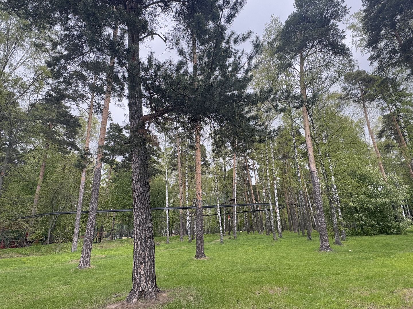 цветение сосны, балашиха, пыльцы, аллергия,