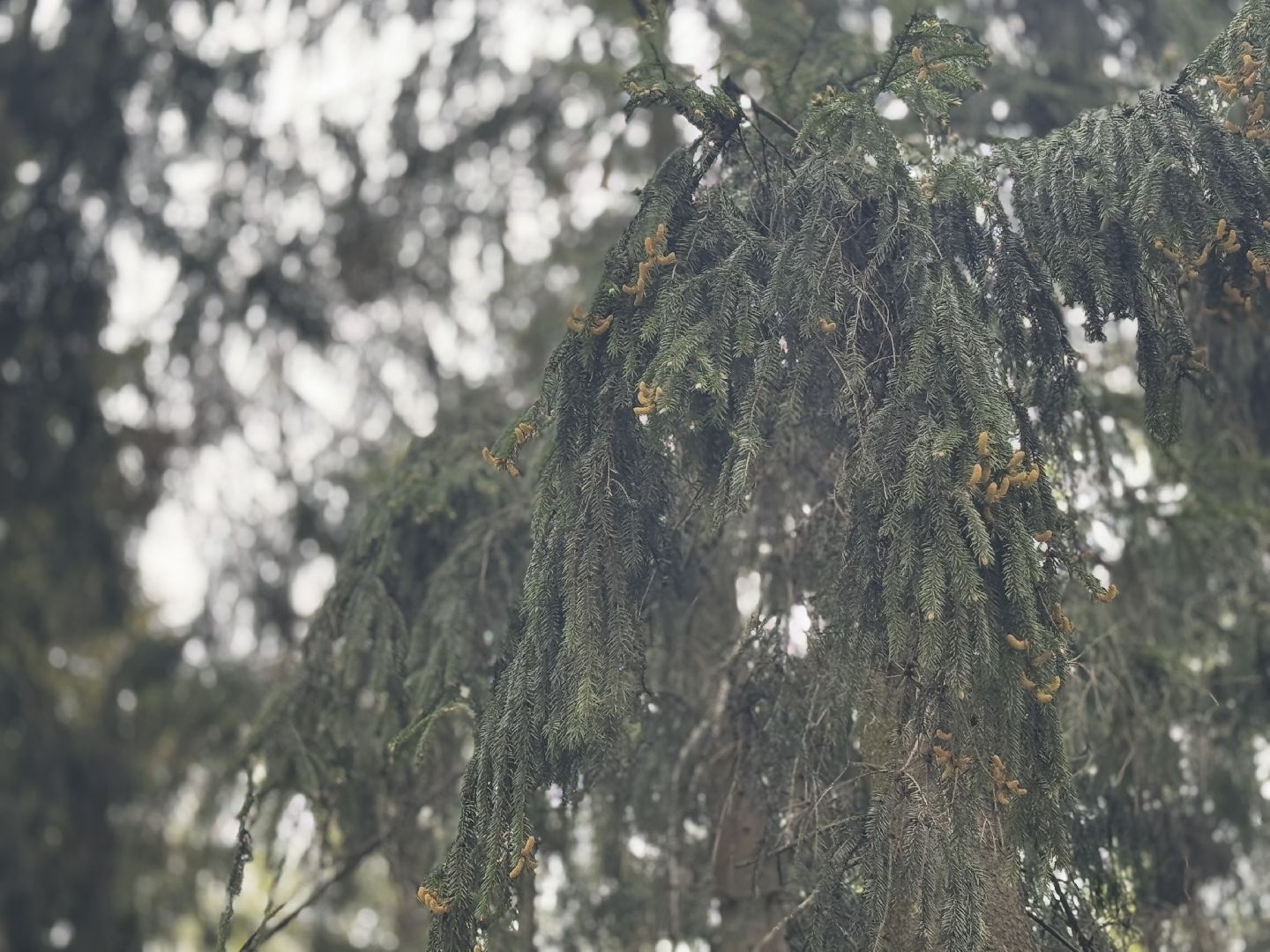 цветение сосны, балашиха, пыльцы, аллергия,