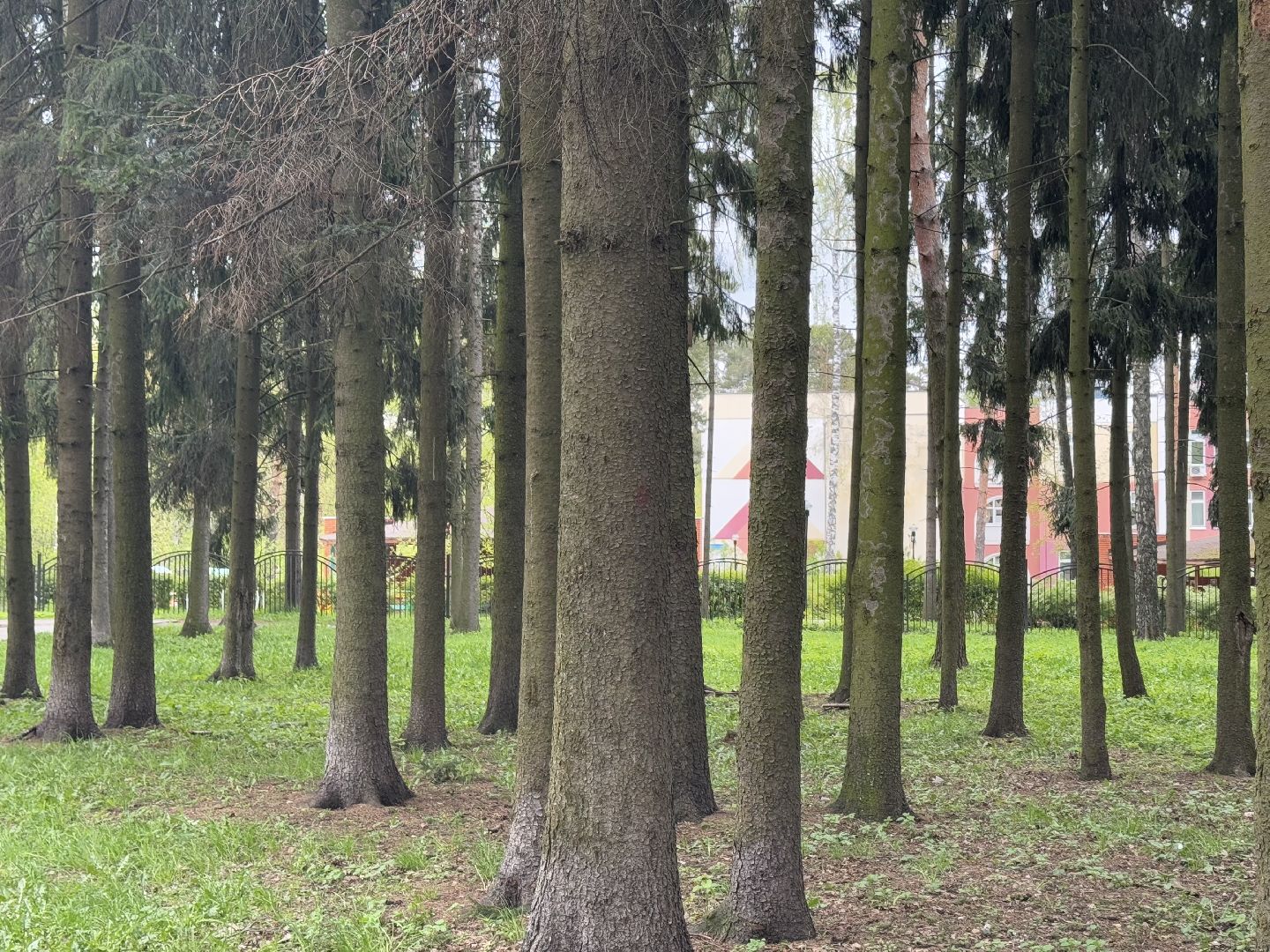 цветение сосны, балашиха, пыльцы, аллергия,