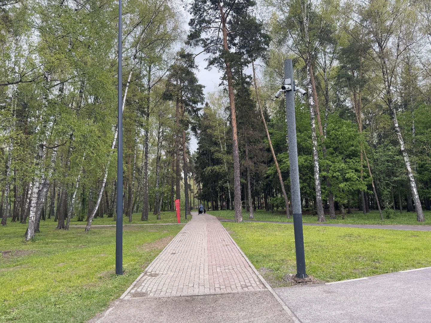 цветение сосны, балашиха, пыльцы, аллергия,