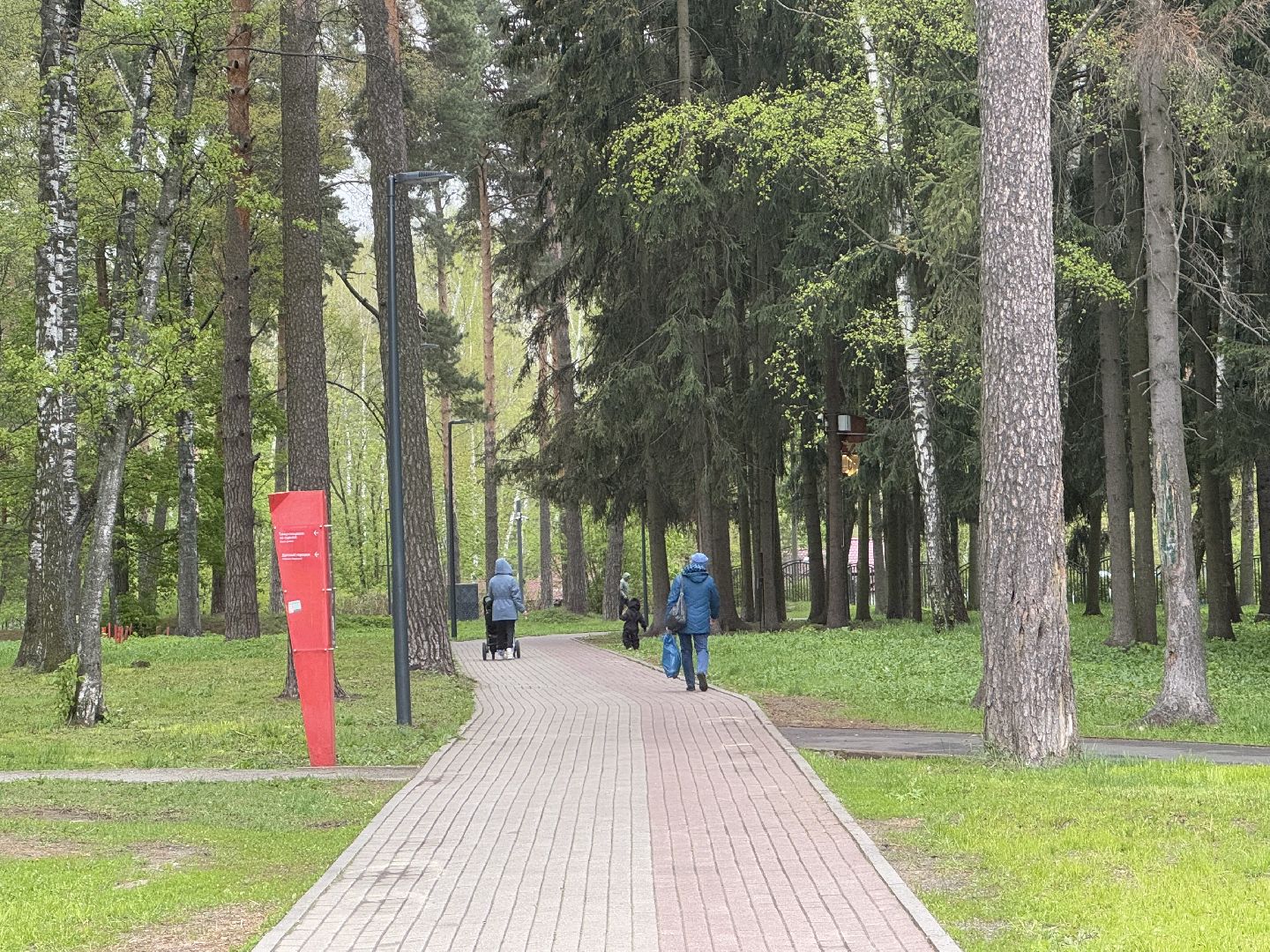 цветение сосны, балашиха, пыльцы, аллергия,