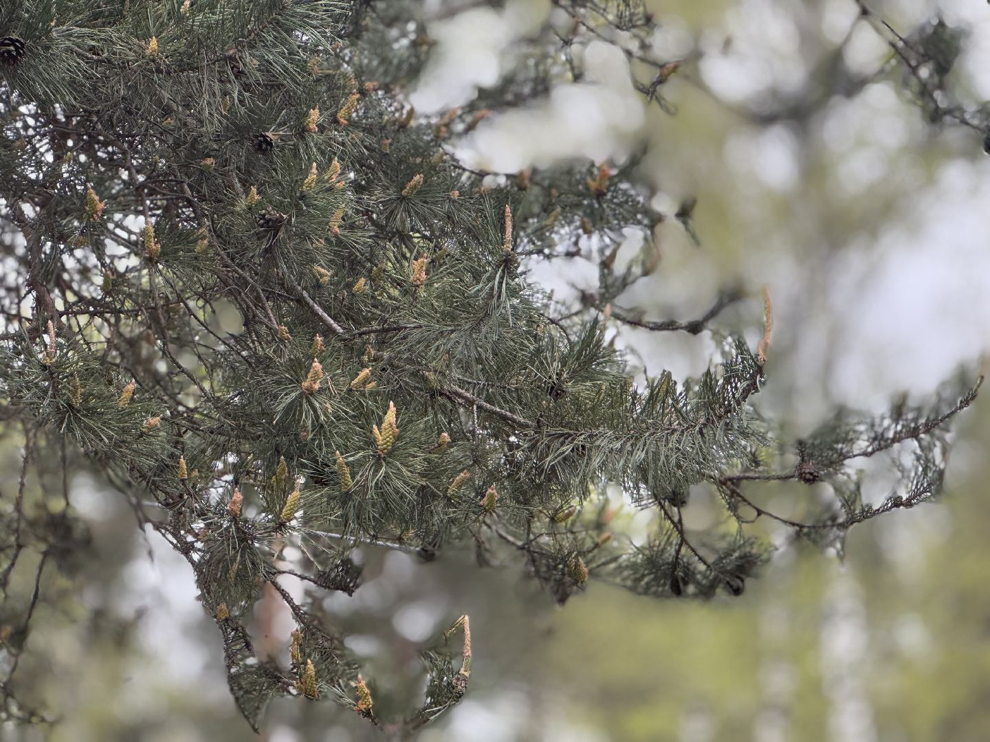 цветение сосны, балашиха, пыльцы, аллергия,