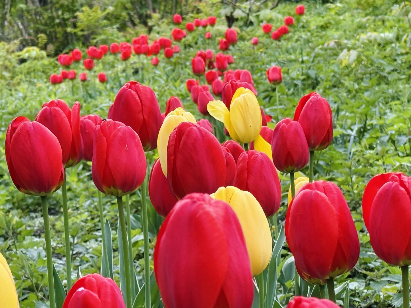 раменское , усадьба быково, пленэр, тюльпаны, достопримечательности,