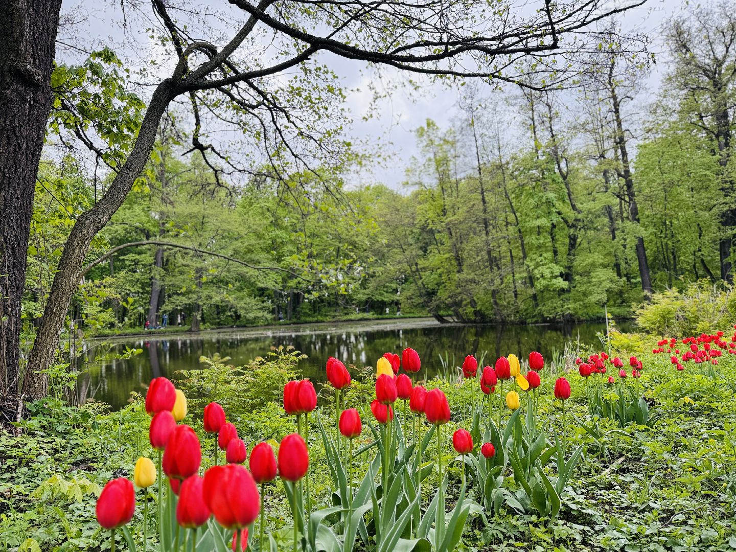 раменское , усадьба быково, пленэр, тюльпаны, достопримечательности,