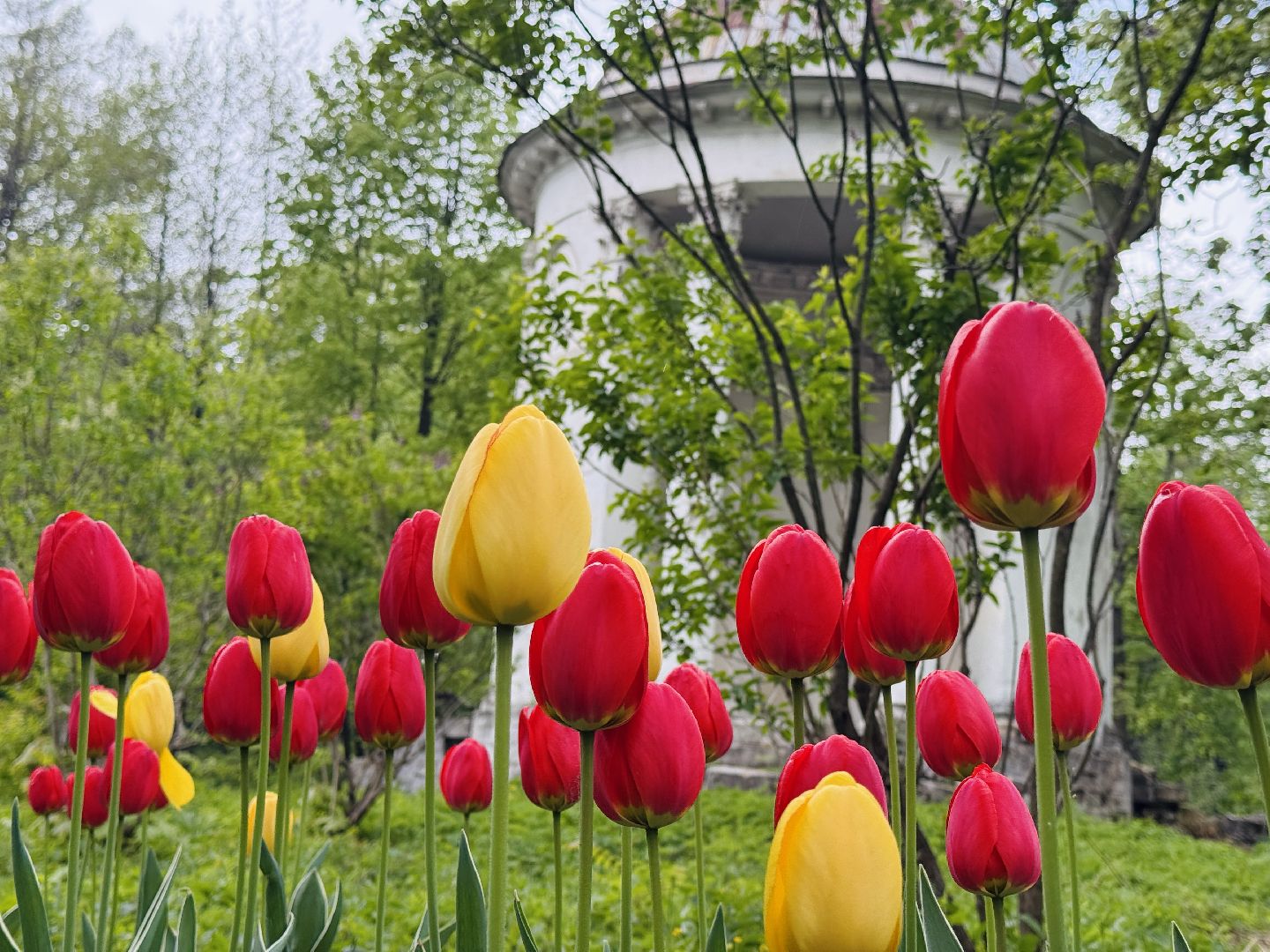 раменское , усадьба быково, пленэр, тюльпаны, достопримечательности,