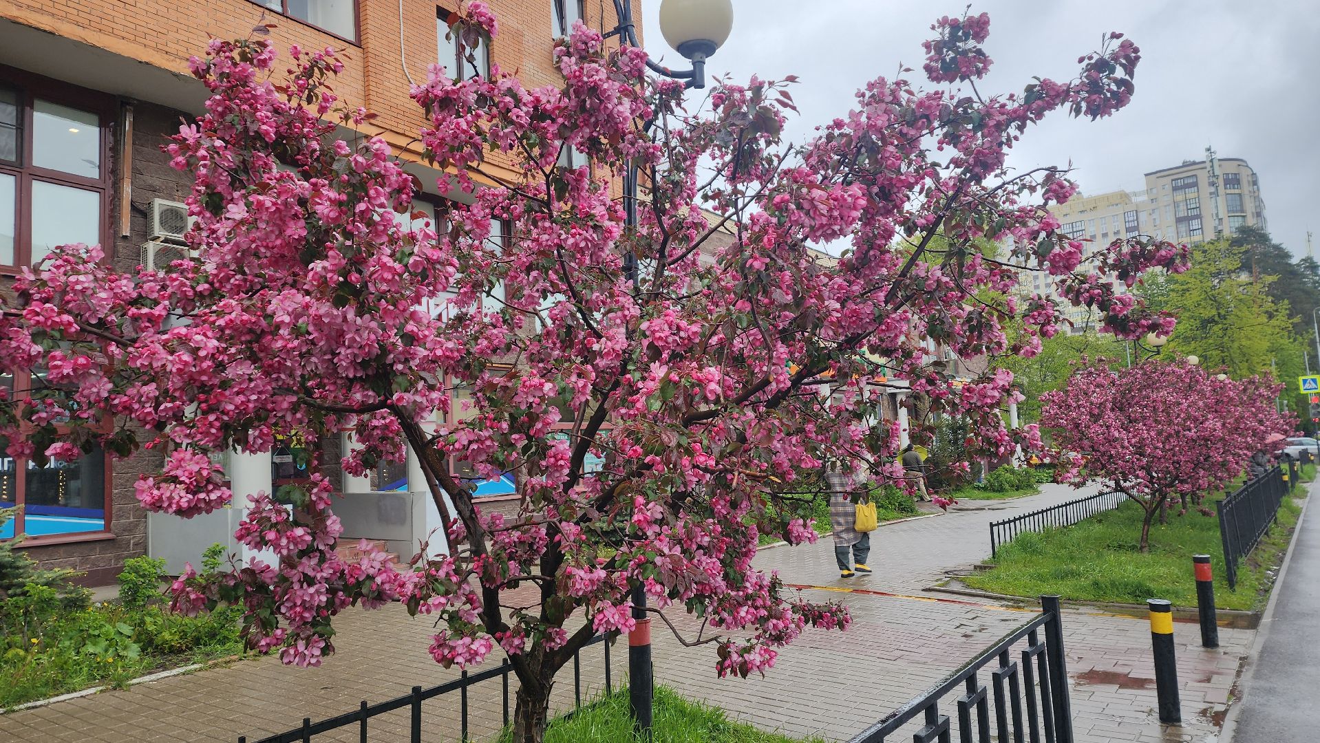 пушкино, цветение, цветение растений, яблоня, красота, весна в подмосковье,вертикалки,