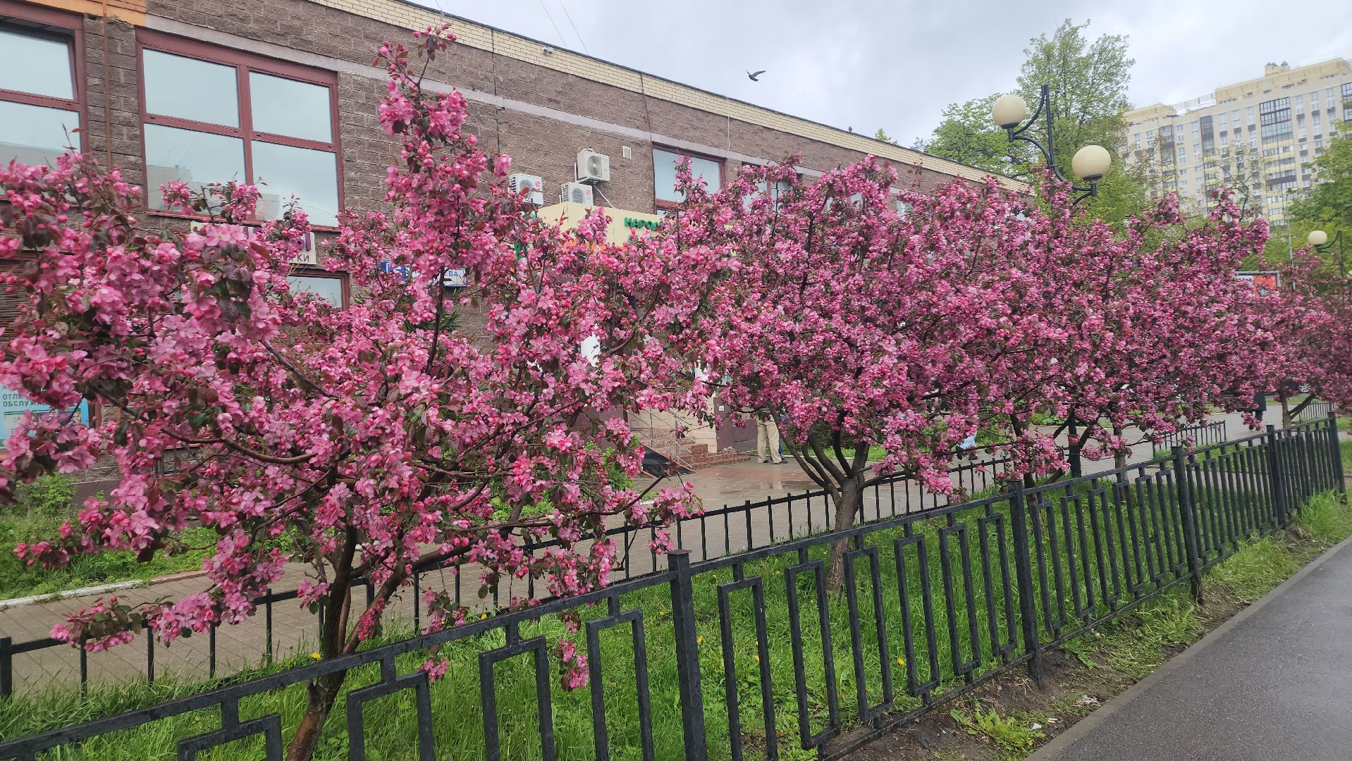 пушкино, цветение, цветение растений, яблоня, красота, весна в подмосковье,вертикалки,