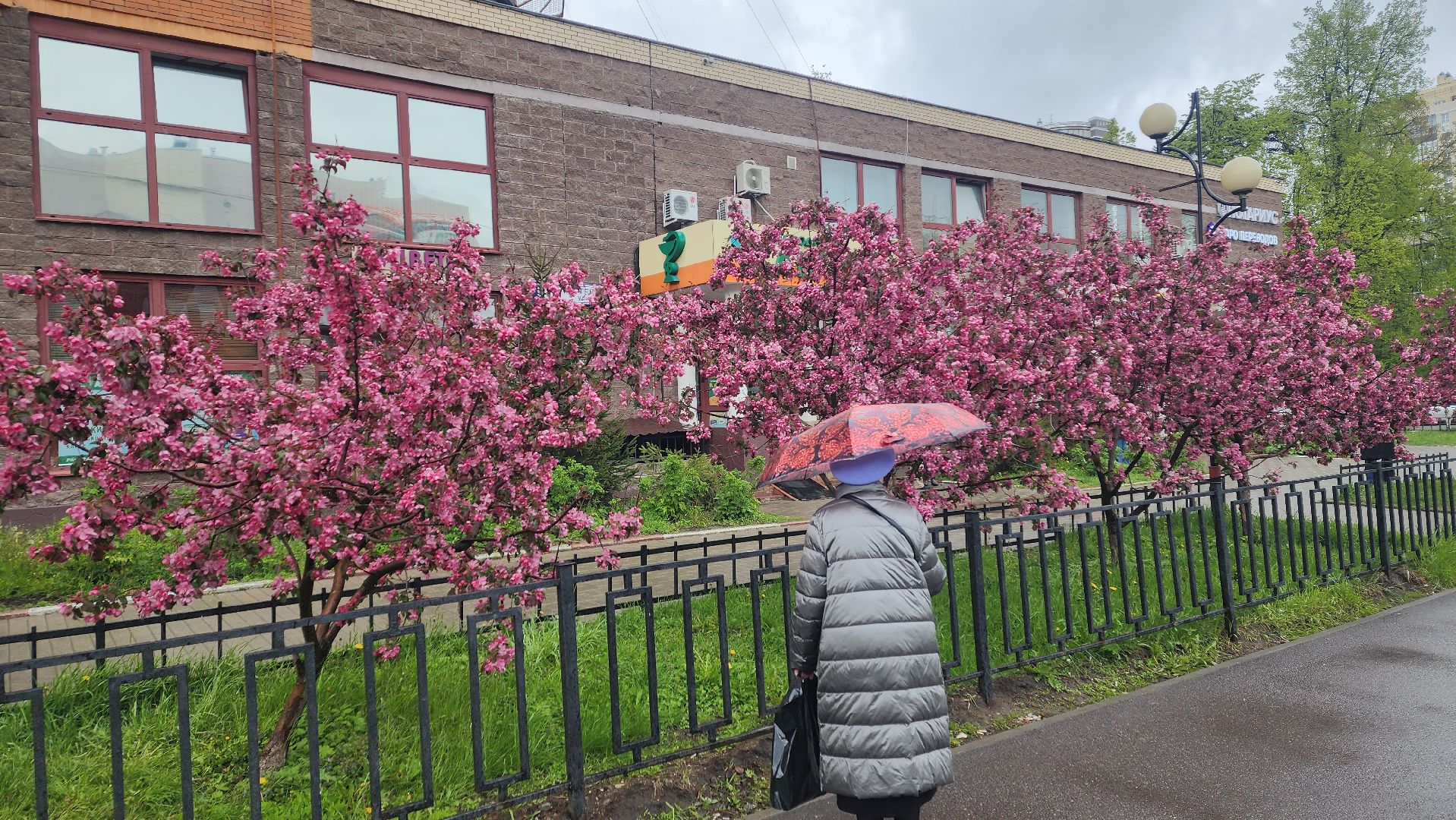 пушкино, цветение, цветение растений, яблоня, красота, весна в подмосковье,вертикалки,