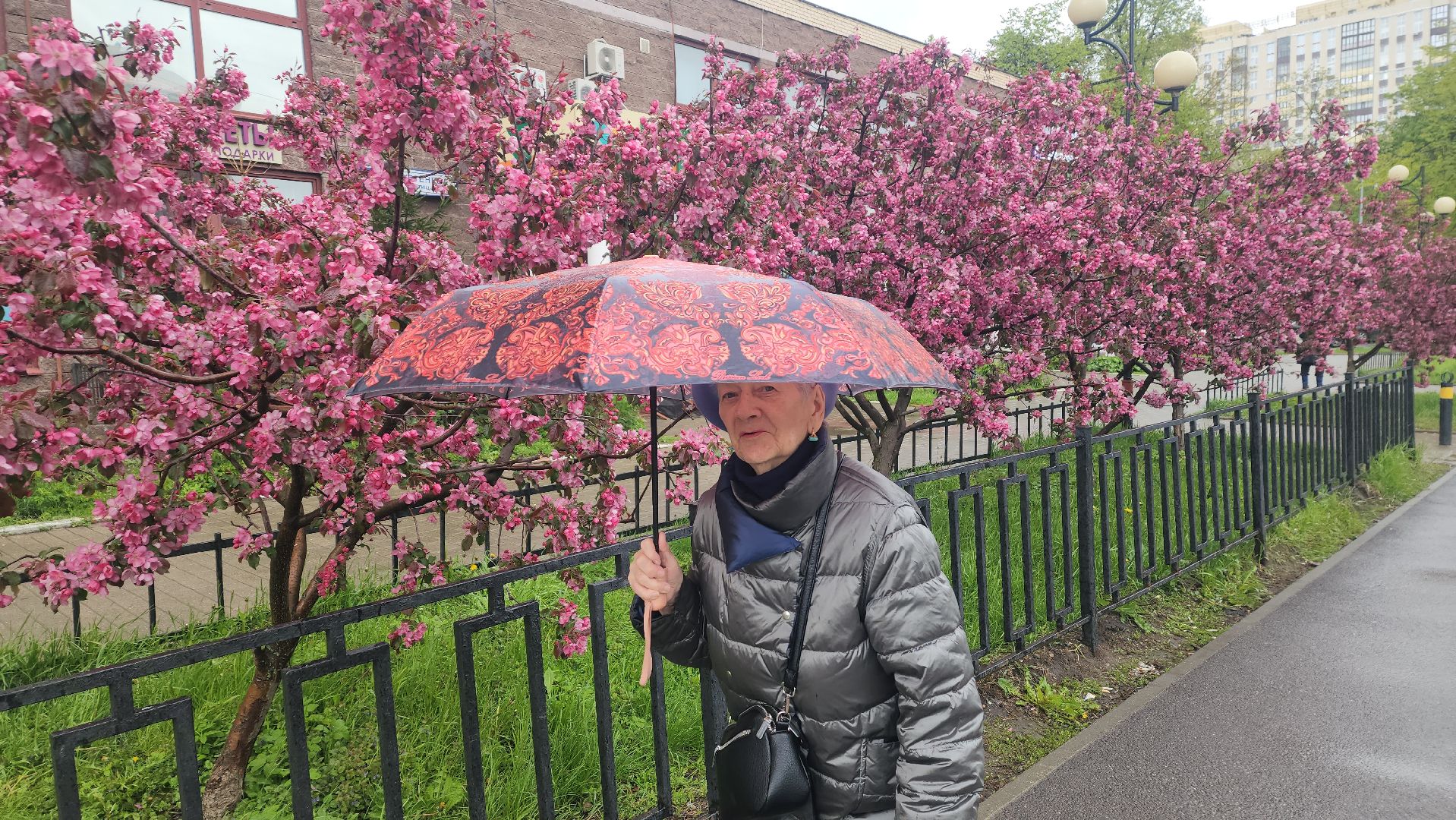 пушкино, цветение, цветение растений, яблоня, красота, весна в подмосковье,вертикалки,