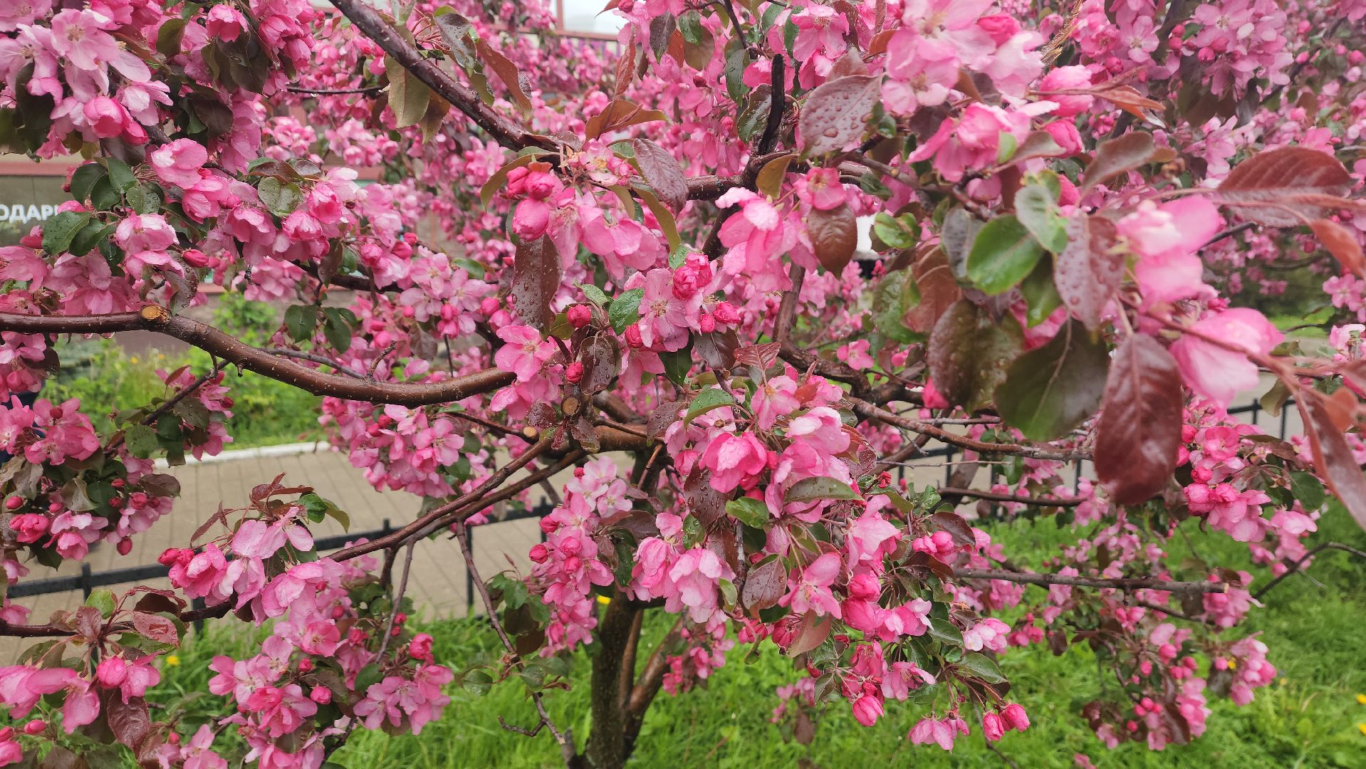 пушкино, цветение, цветение растений, яблоня, красота, весна в подмосковье,вертикалки,
