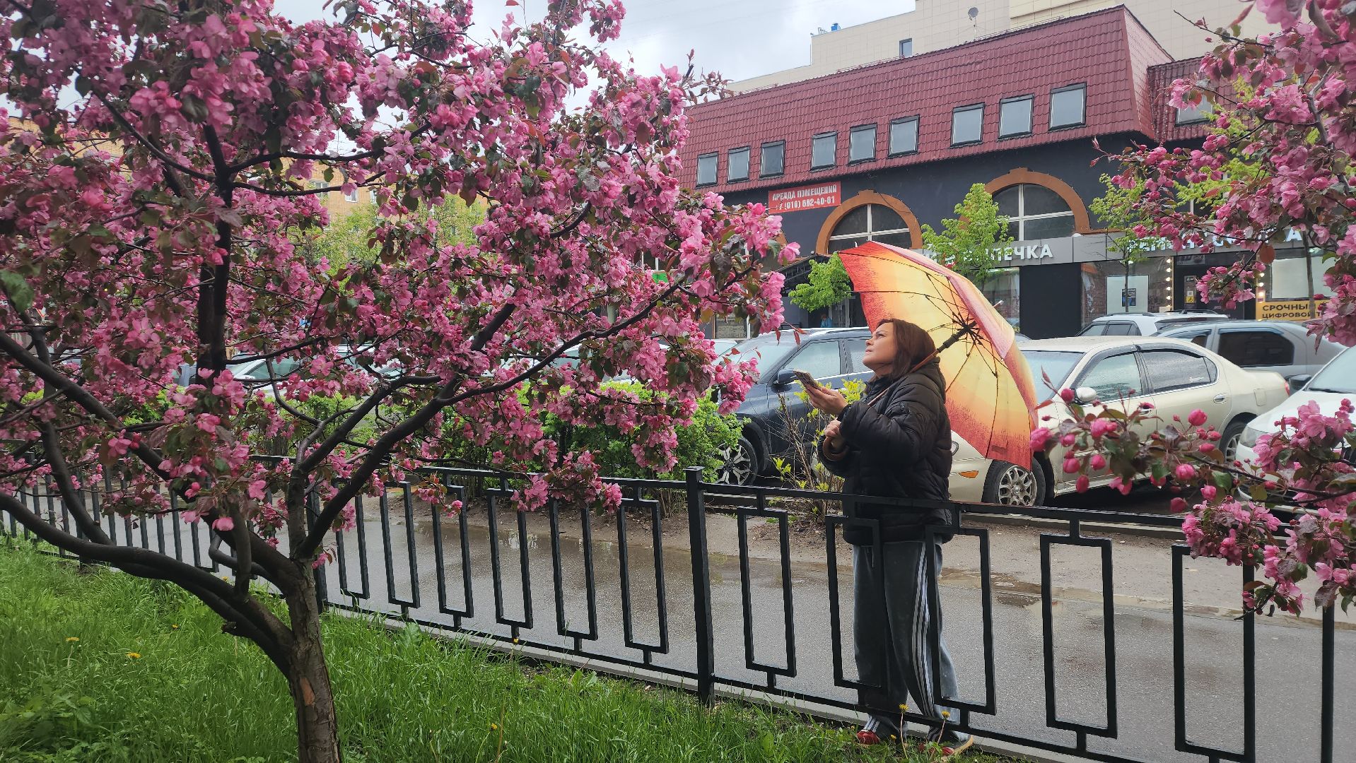 пушкино, цветение, цветение растений, яблоня, красота, весна в подмосковье,вертикалки,
