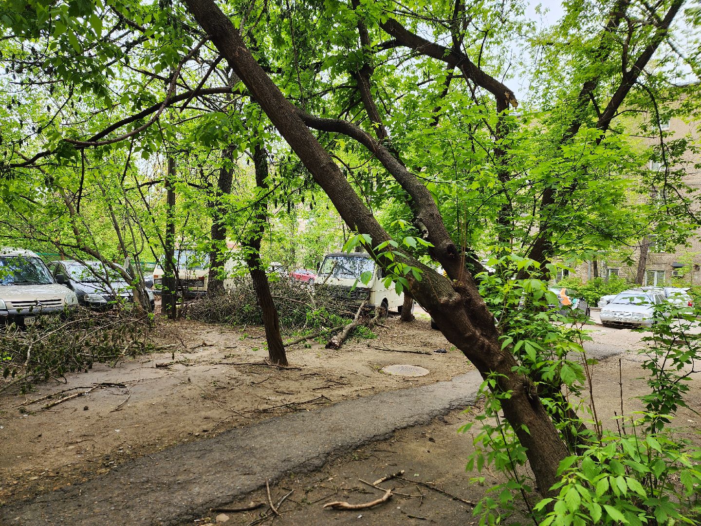 королёв, благоустройство в королеве, горзеленхозстрой, последствия непогоды, добродел,
