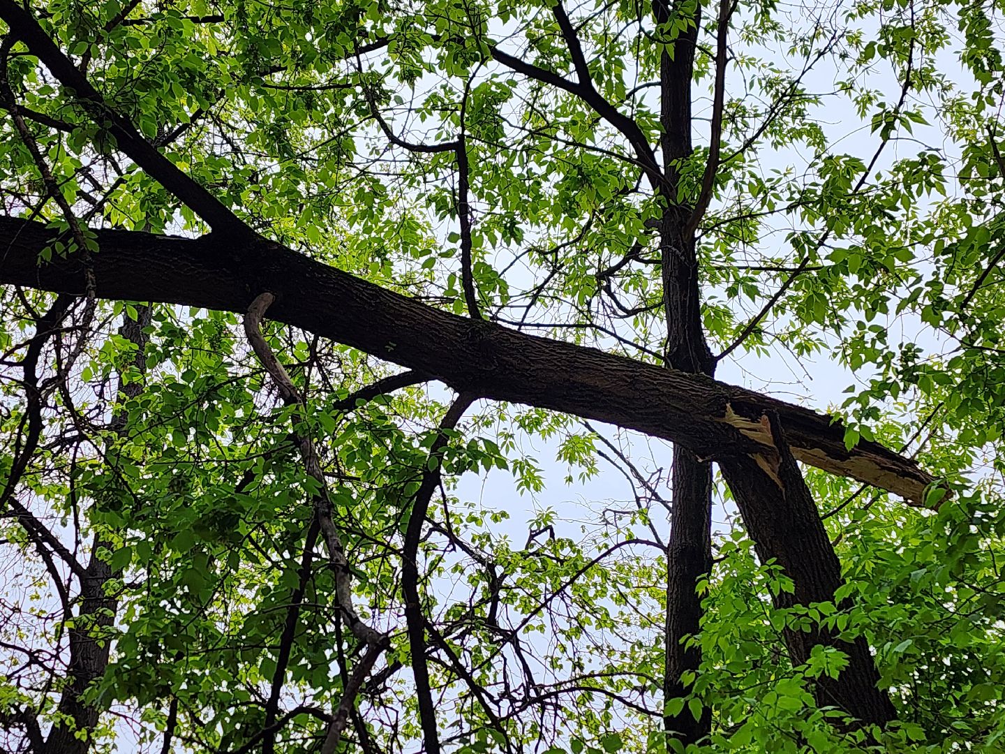 королёв, благоустройство в королеве, горзеленхозстрой, последствия непогоды, добродел,