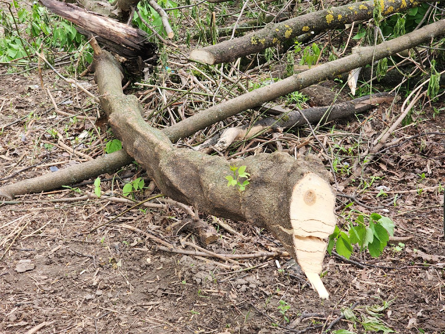 королёв, благоустройство в королеве, горзеленхозстрой, последствия непогоды, добродел,
