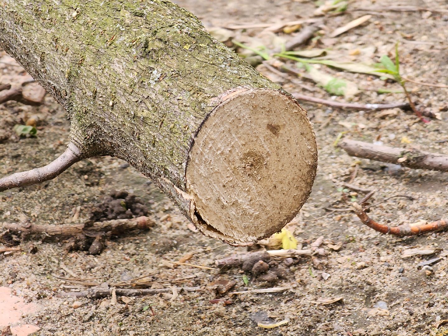 королёв, благоустройство в королеве, горзеленхозстрой, последствия непогоды, добродел,