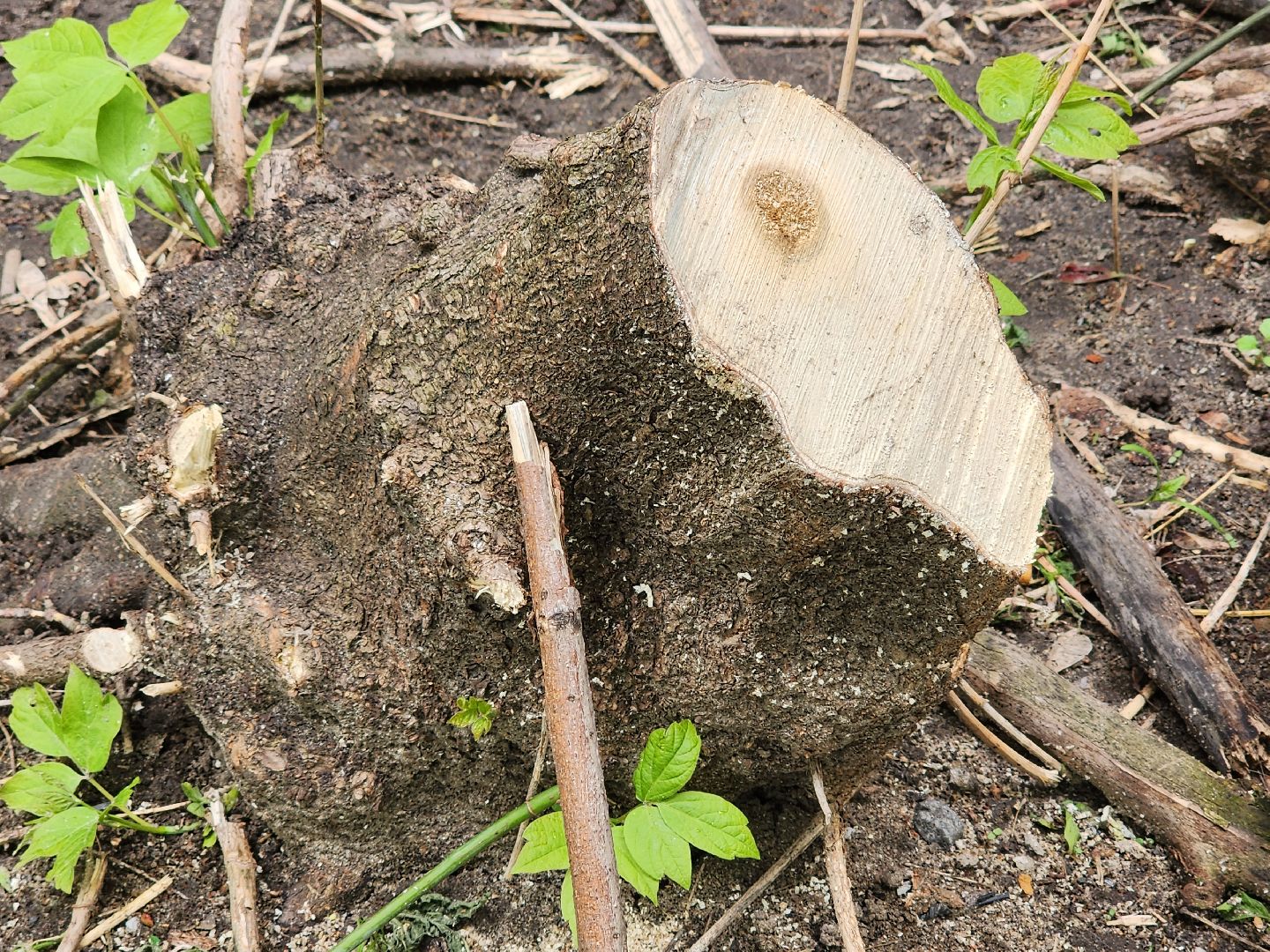 королёв, благоустройство в королеве, горзеленхозстрой, последствия непогоды, добродел,