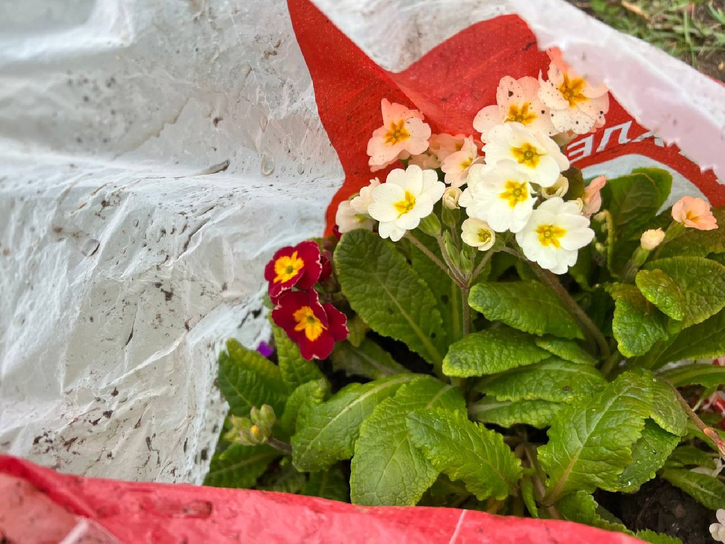 Солнечногорск, конкурс, клумба, кадеты, родители