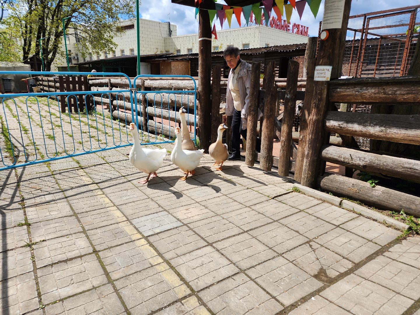 сергиев посад, парк чудес, гуси, песцы, выставка животных, ферма,