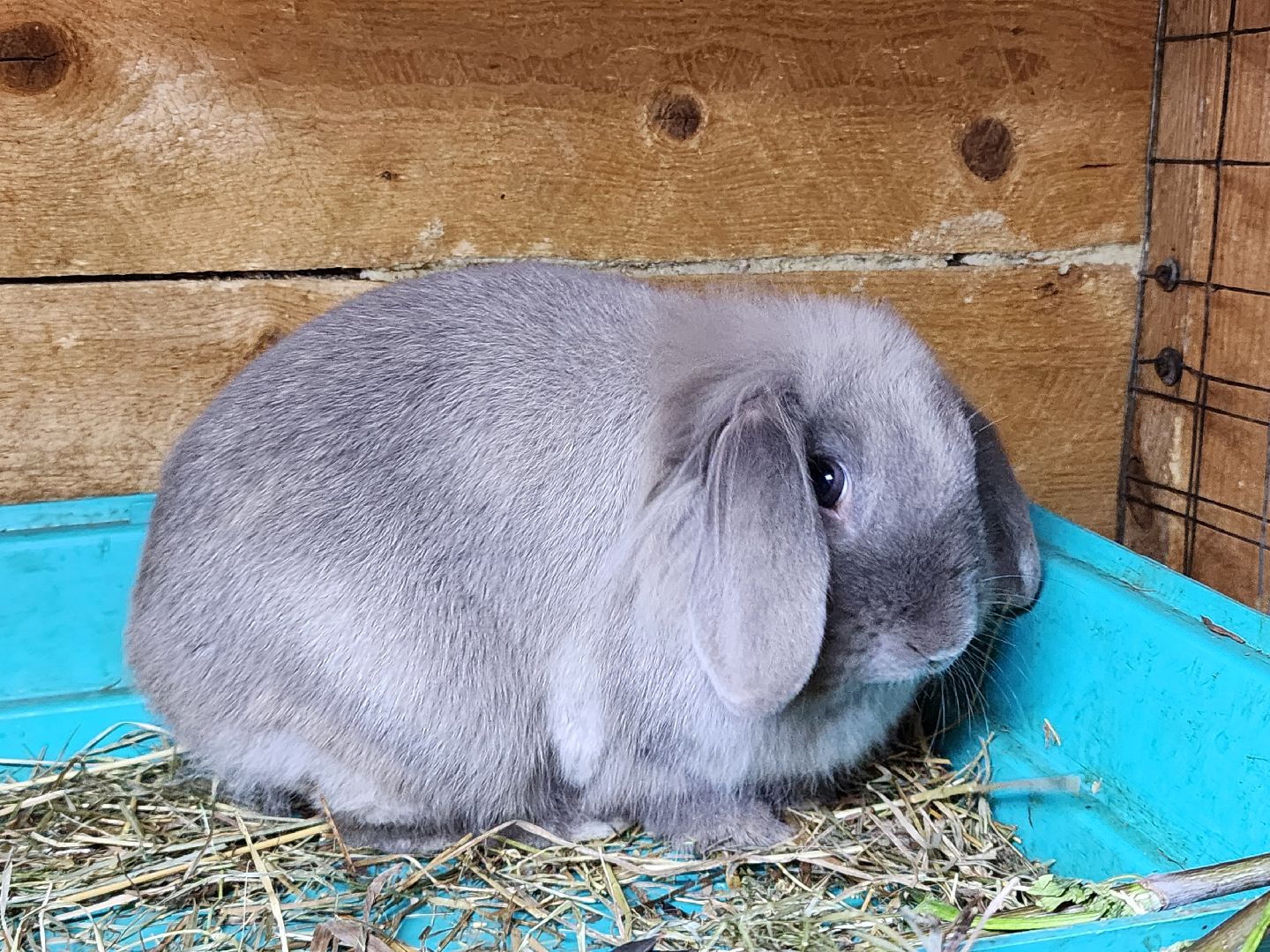 сергиев посад, парк чудес, гуси, песцы, выставка животных, ферма,